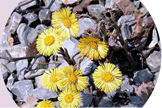 Blumen sprießen zwischen Schottersteinen.