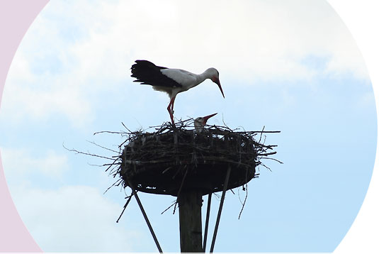 Ein bewohntes Storchennest.